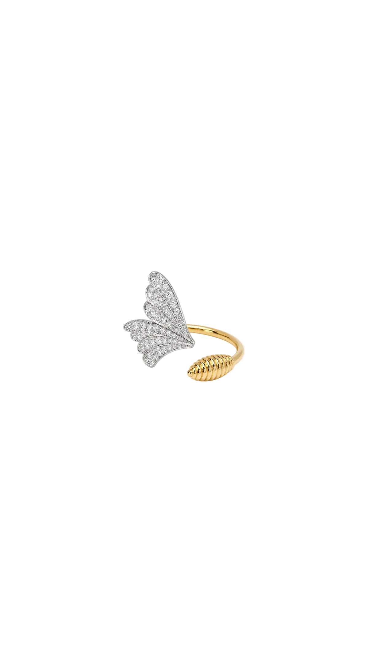Butterfly 🦋 التجلي